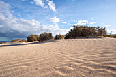 Desert shrubs