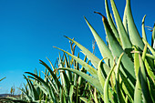 Aloe vera field