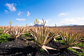 Aloe vera field