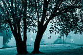 Tree in a meadow on a foggy morning