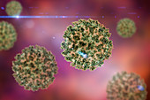 Coronavirus particles, illustration