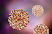 Coronavirus particles, illustration