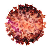 Coronavirus particle, illustration