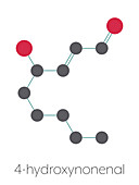 4-Hydroxynonenal molecule, illustration