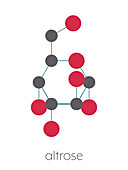 Altrose sugar molecule, illustration