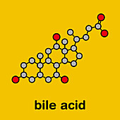 Cholic acid bile molecule, illustration