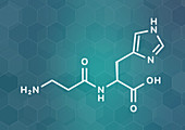 Carnosine food supplement molecule, illustration