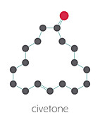 Civetone civet cat pheromone molecule, illustration