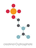 Creatinol-O-Phosphate molecule, illustration