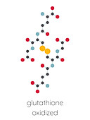 Oxidized glutathione molecule, illustration