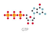 Guanosine triphosphate molecule, illustration