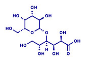 Lactobionic acid molecule, illustration