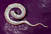 Guinea worm larva, illustration