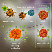 Mechanisms of immune defence against viruses, illustration