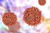 B-lymphocyte cells, illustration
