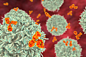 B cells and antibodies, illustration