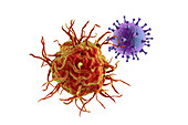 Interaction between virus and dendritic cell, illustration
