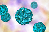 Enteroviruses, illustration