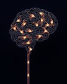 Human brain, conceptual illustration