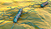 Listeria monocytogenes bacteria, illustration