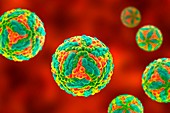 St. Louis encephalitis virus particles, illustration
