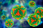 St. Louis encephalitis virus particles, illustration