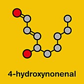 4-Hydroxynonenal molecule, illustration