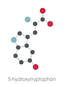 5-Hydroxytryptophan amino acid molecule, illustration