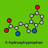 5-Hydroxytryptophan amino acid molecule, illustration