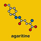 Agaritine mushroom toxin molecule, illustration