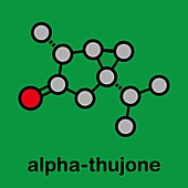 Thujone absinthe molecule, illustration