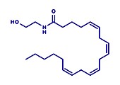 Anandamide endogenous cannabinoid neurotransmitter