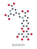 Betanin red plant pigment molecule, illustration