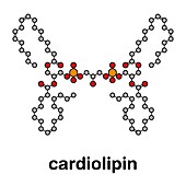 Cardiolipin molecule, illustration