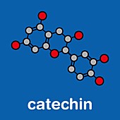 Catechin herbal antioxidant molecule, illustration