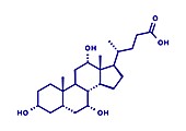 Cholic acid molecule, illustration