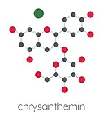 Chrysanthemin plant pigment molecule, illustration