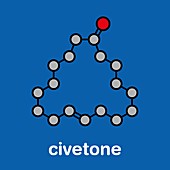 Civetone civet cat pheromone molecule, illustration