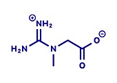 Creatine molecule, illustration
