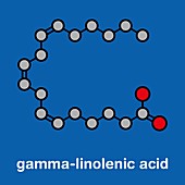 Gamma-linolenic acid molecule, illustration