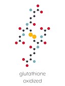 Oxidized glutathione molecule , illustration