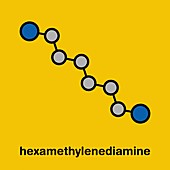 Hexamethylenediamine molecule, illustration