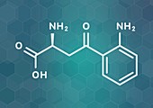 Kynurenine molecule, illustration