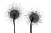 Two sunflowers (Helianthus sp.), X-ray