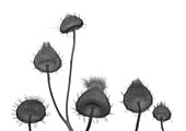 Six thistles (Cirsium vulgare), X-ray