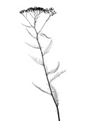 Verbena plant, X-ray