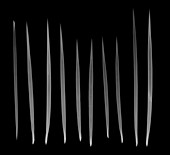 Porcupine quills, X-ray