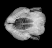 Chicken torso, X-ray