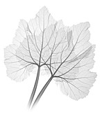 Rhubarb leaves, X-ray