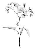 Aubergine (Solanium sp.), X-ray